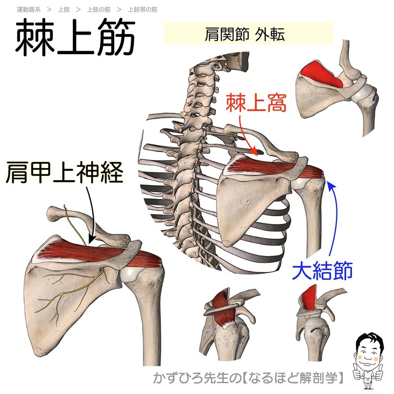 棘上筋（supraspinatus）