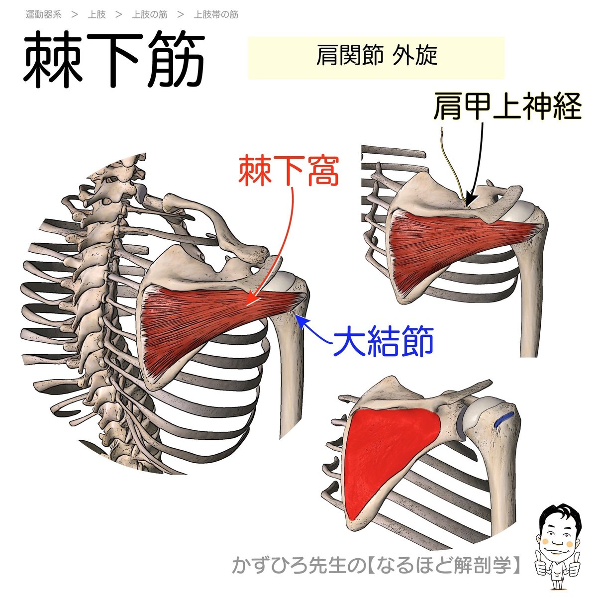 棘下筋（infraspinatus）