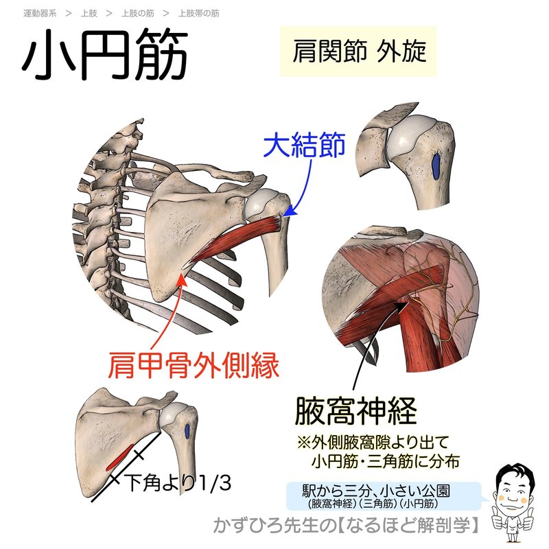 小円筋(teres minor)