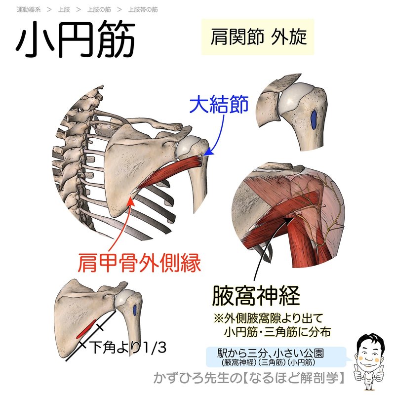 小円筋（teres minor）