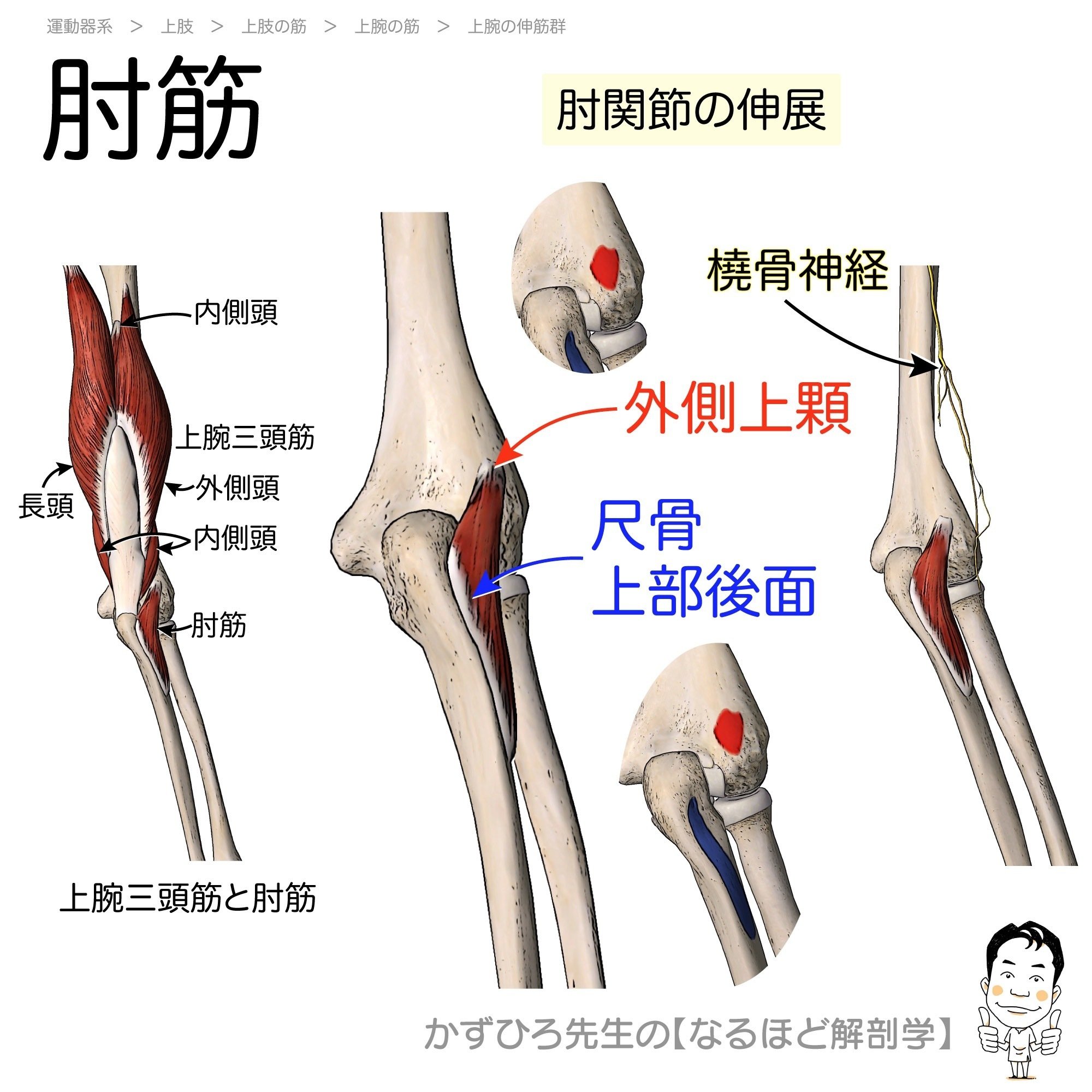 上肢の筋カード （起始・停止・支配神経）｜かずひろ先生（黒澤一弘｜解剖学）