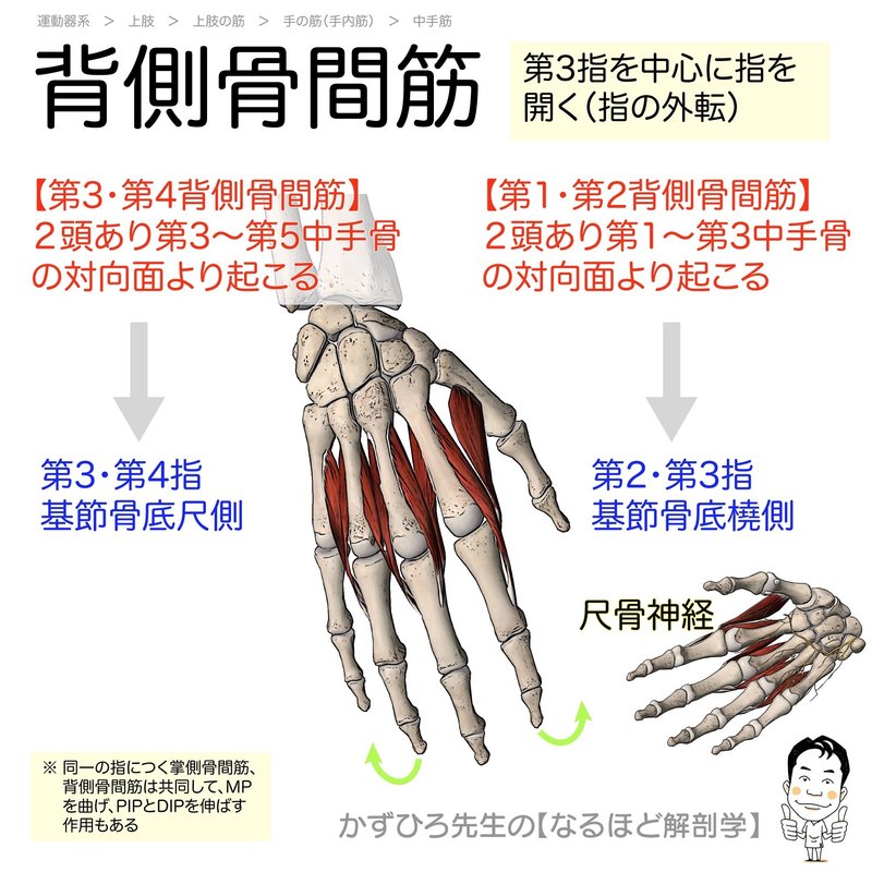 上肢の筋カード 起始 停止 支配神経 かずひろ先生 黒澤一弘 解剖学 Note