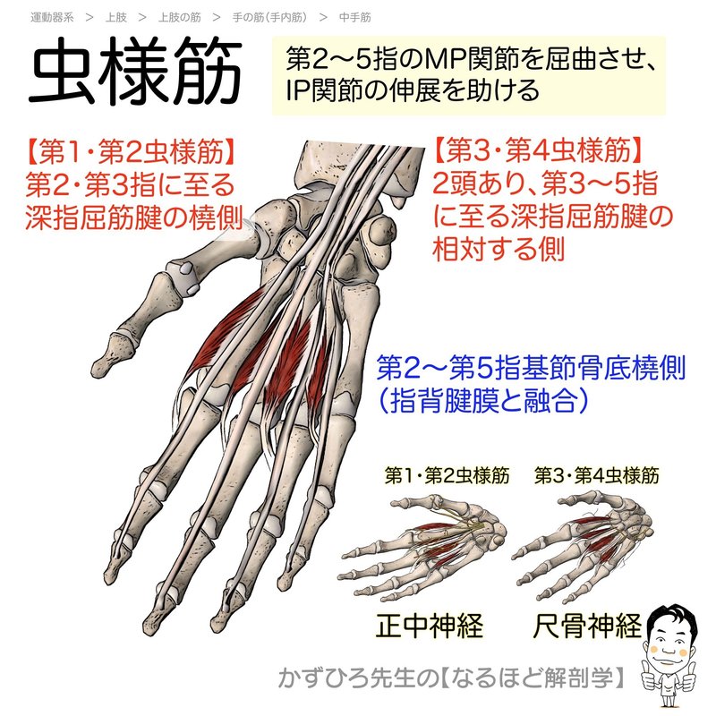 上肢の筋カード 起始 停止 支配神経 かずひろ先生 黒澤一弘 解剖学 Note
