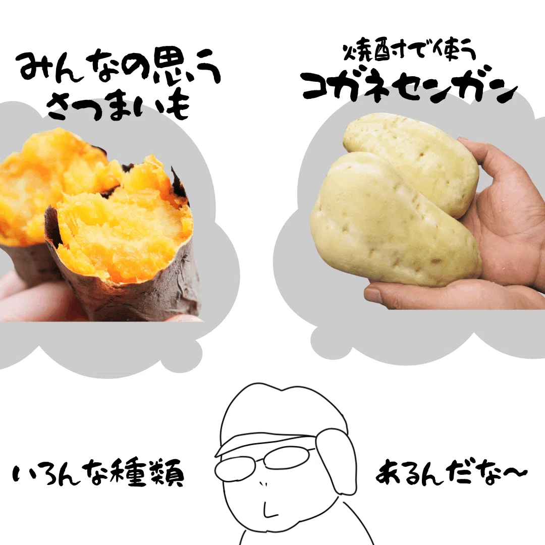 さつまいもが今、大ピンチ！もっと知ってほしい‥「さつまいも」の世界
