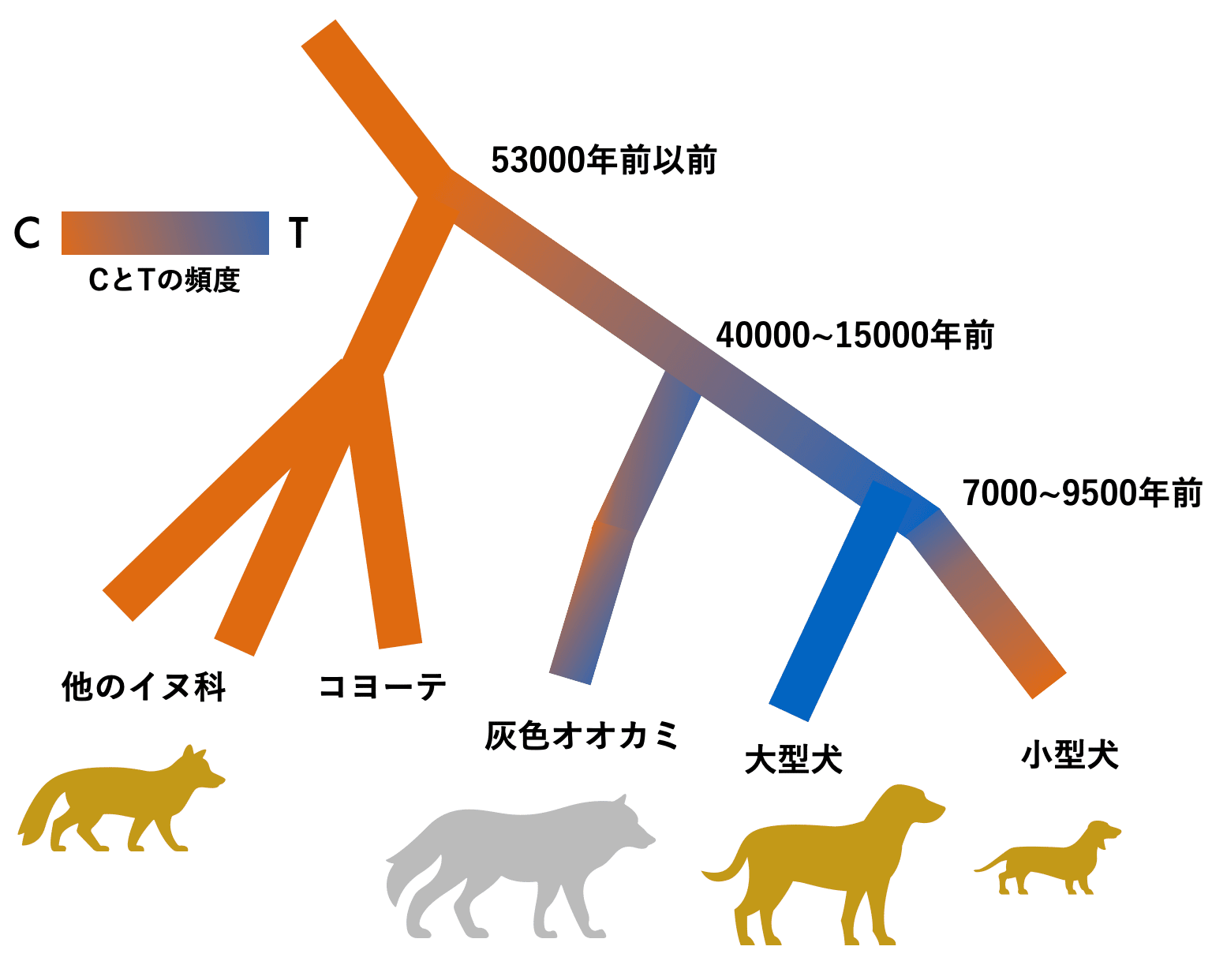 犬はなぜ多様に進化できたのか：祖先の遺伝的多様性の役割｜河田 雅圭