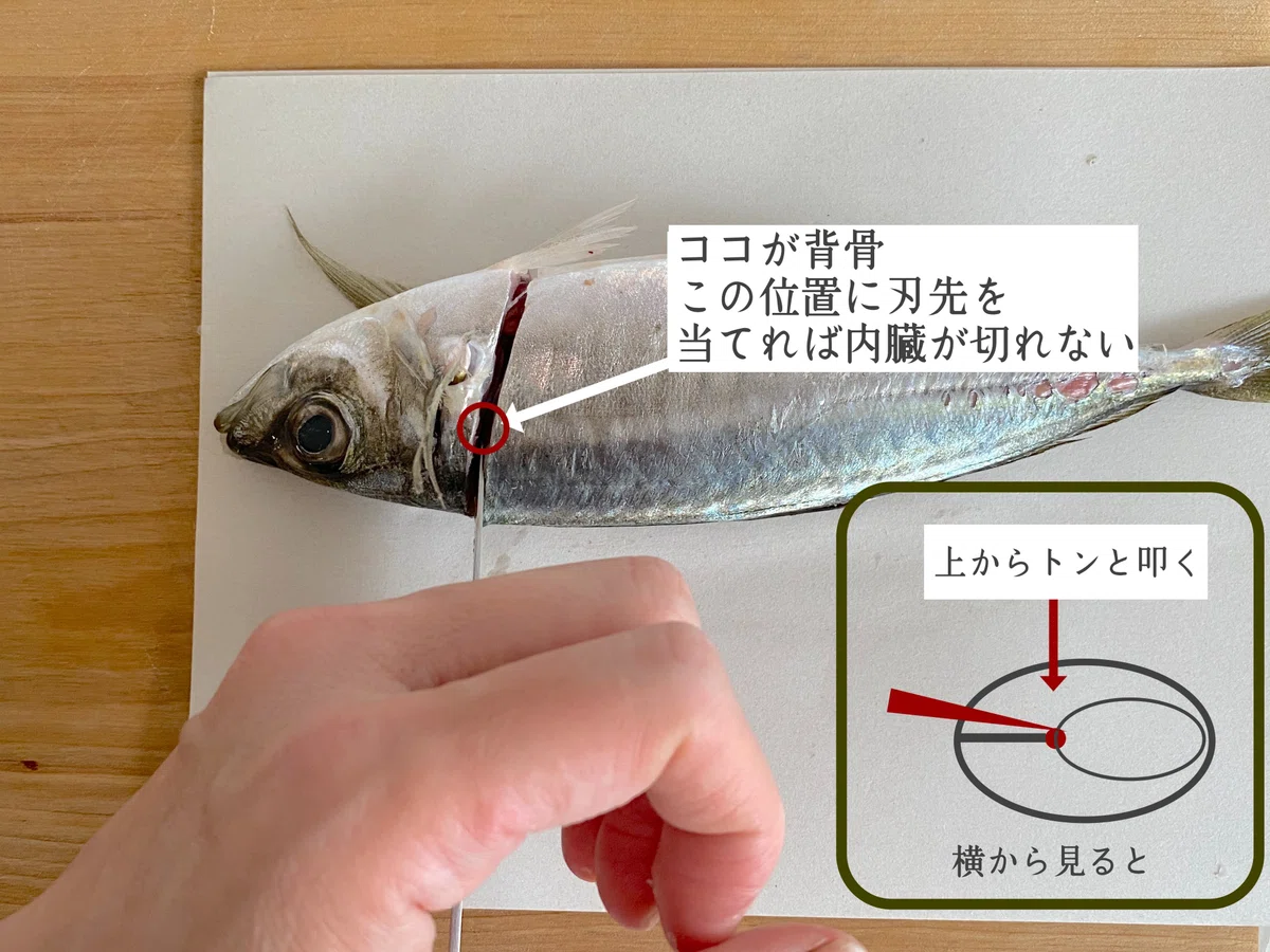 アジの三枚おろし】キレイにおろすコツと冷蔵保存法｜ミナトゴハン