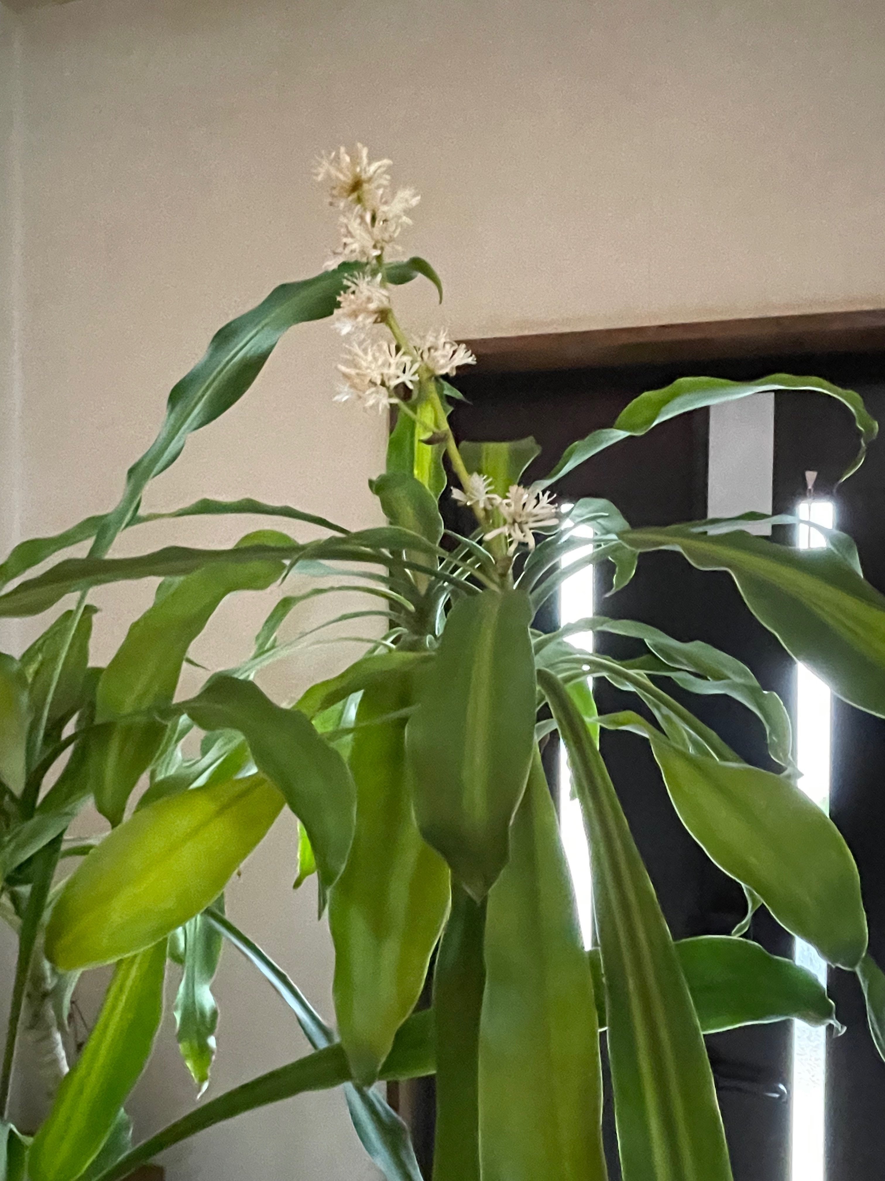 幸福の木 ドラセナ の花 ふみちゃん 池田扶実子 Note