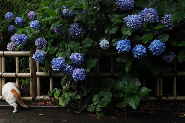 紫陽花と猫 の新着タグ記事一覧 Note つくる つながる とどける