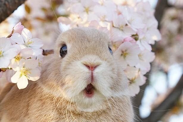 島村さくらの うさぎちゃん について 島村さくら Note