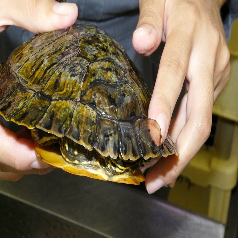ウソかマコトか カメの脱皮 じいちゃんの小さな博物記 ポプラ社 こどもの本編集部 Note