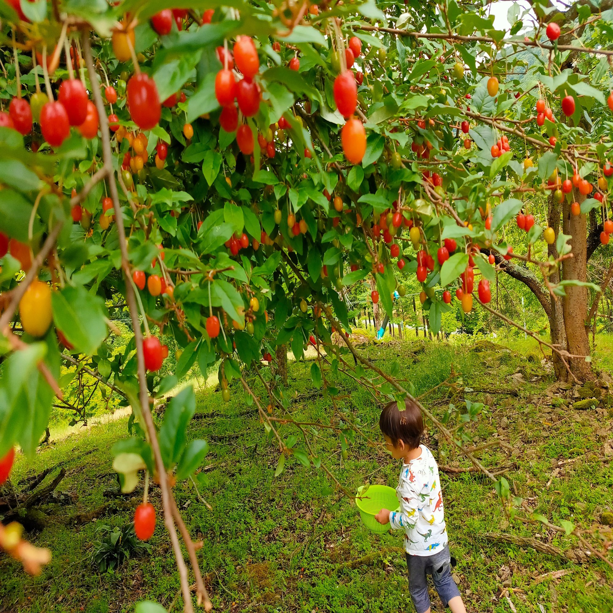 綾部 春 初夏の恵み 自然をいただく 森の京都tabiインフルエンサー 森の京都dmo公認ライター Note