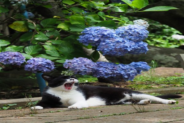 紫陽花と猫 の新着タグ記事一覧 Note つくる つながる とどける