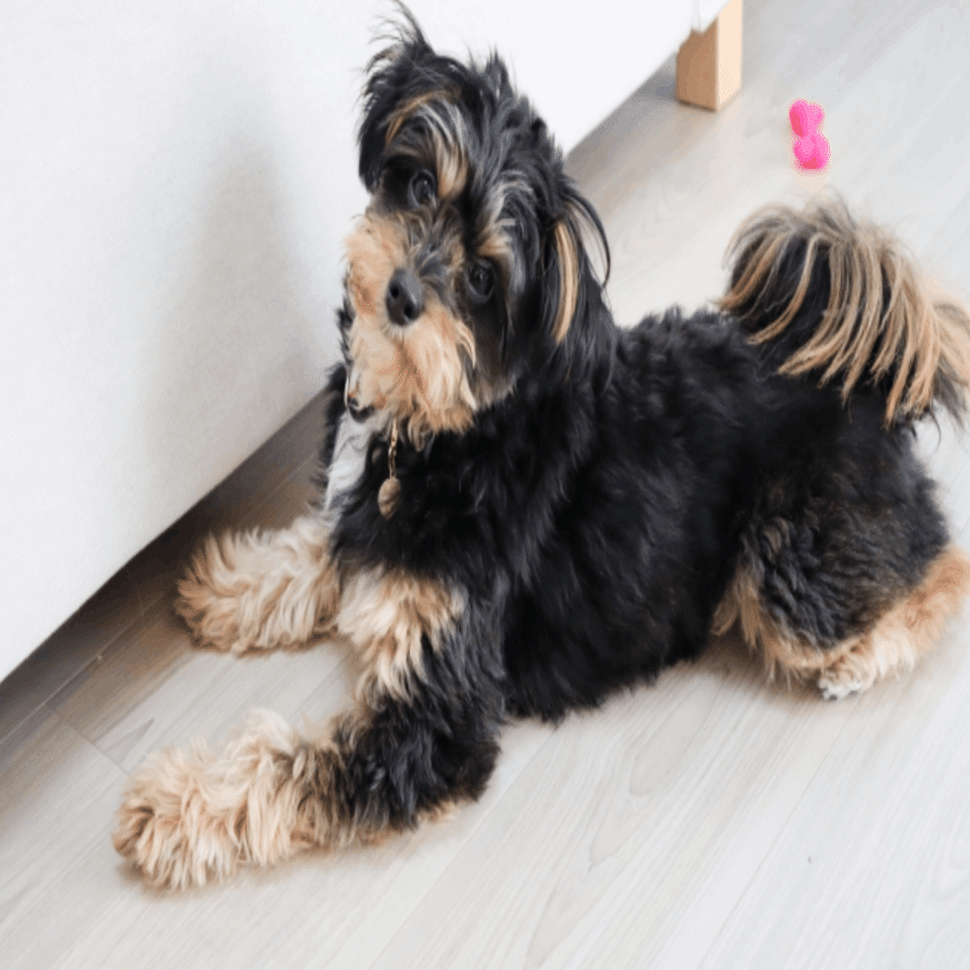 韓流パピーベアカットで可愛い子犬に大変身！ みーちゃん様❤プードル, image size:1318x873