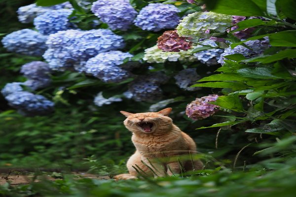 紫陽花と猫 の新着タグ記事一覧 Note つくる つながる とどける