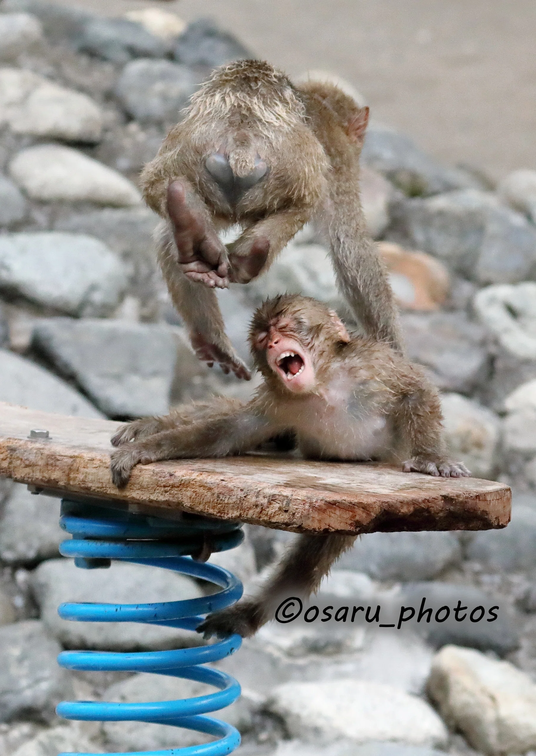 作品紹介16】ニホンザル＠茶臼山動物園｜おさるの写真家