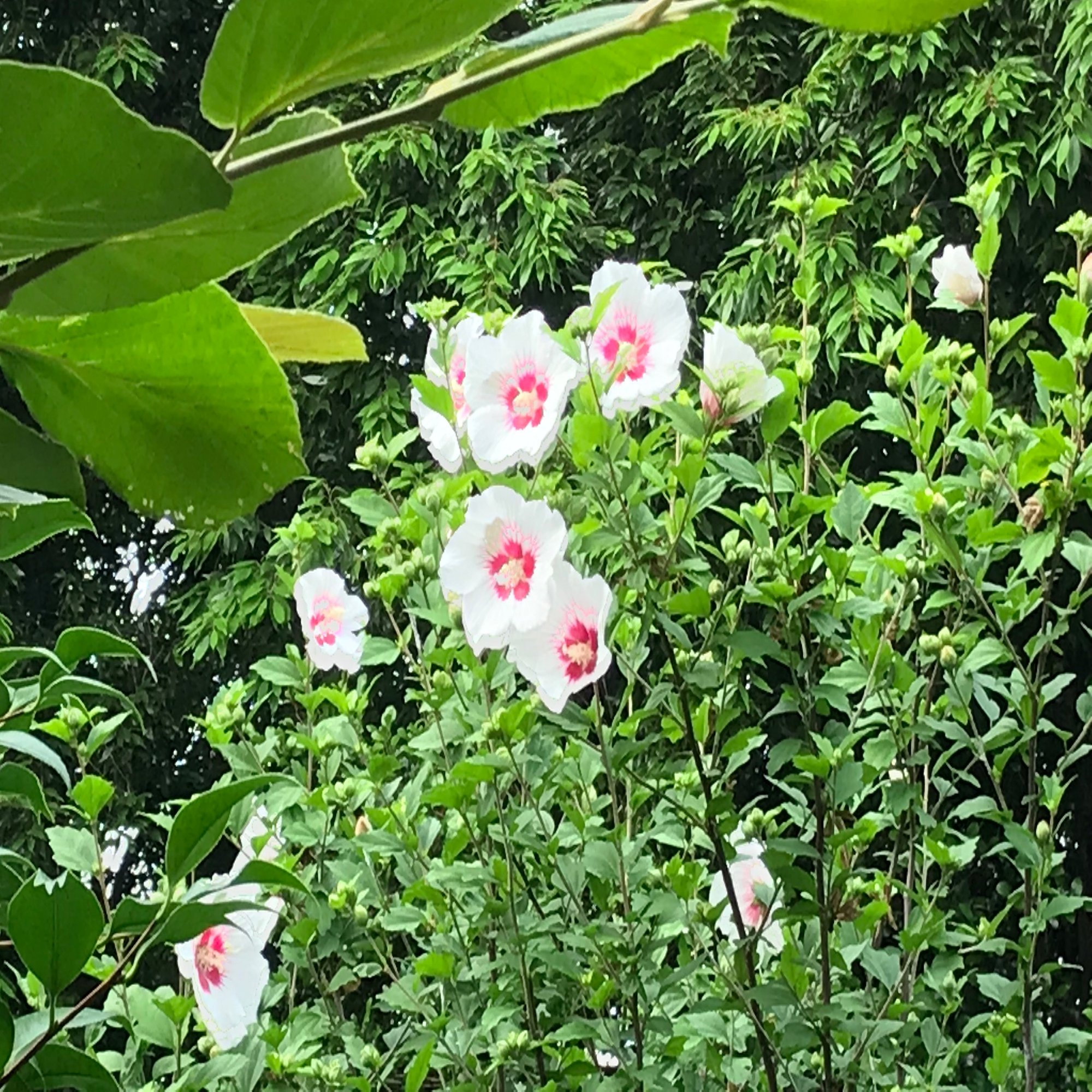 庭のムクゲが咲き始めました 夏だ 西野圭果 白熊杯は12 25からです Note