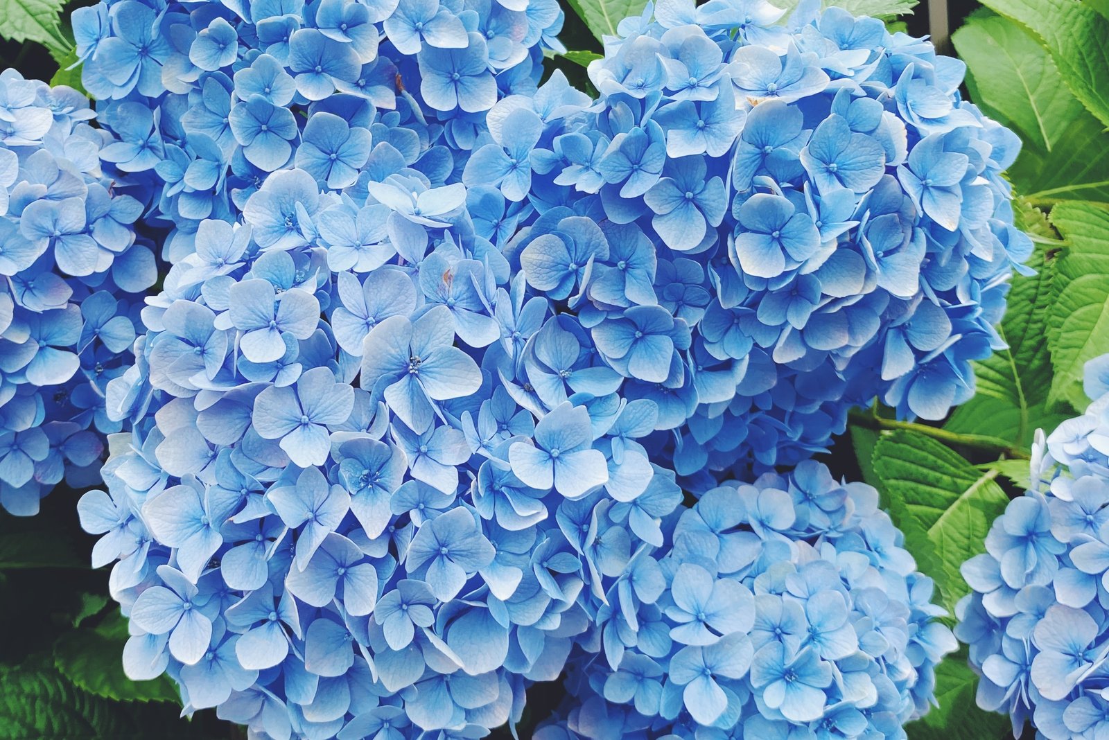 水色の紫陽花 4408 稲垣純也 Note