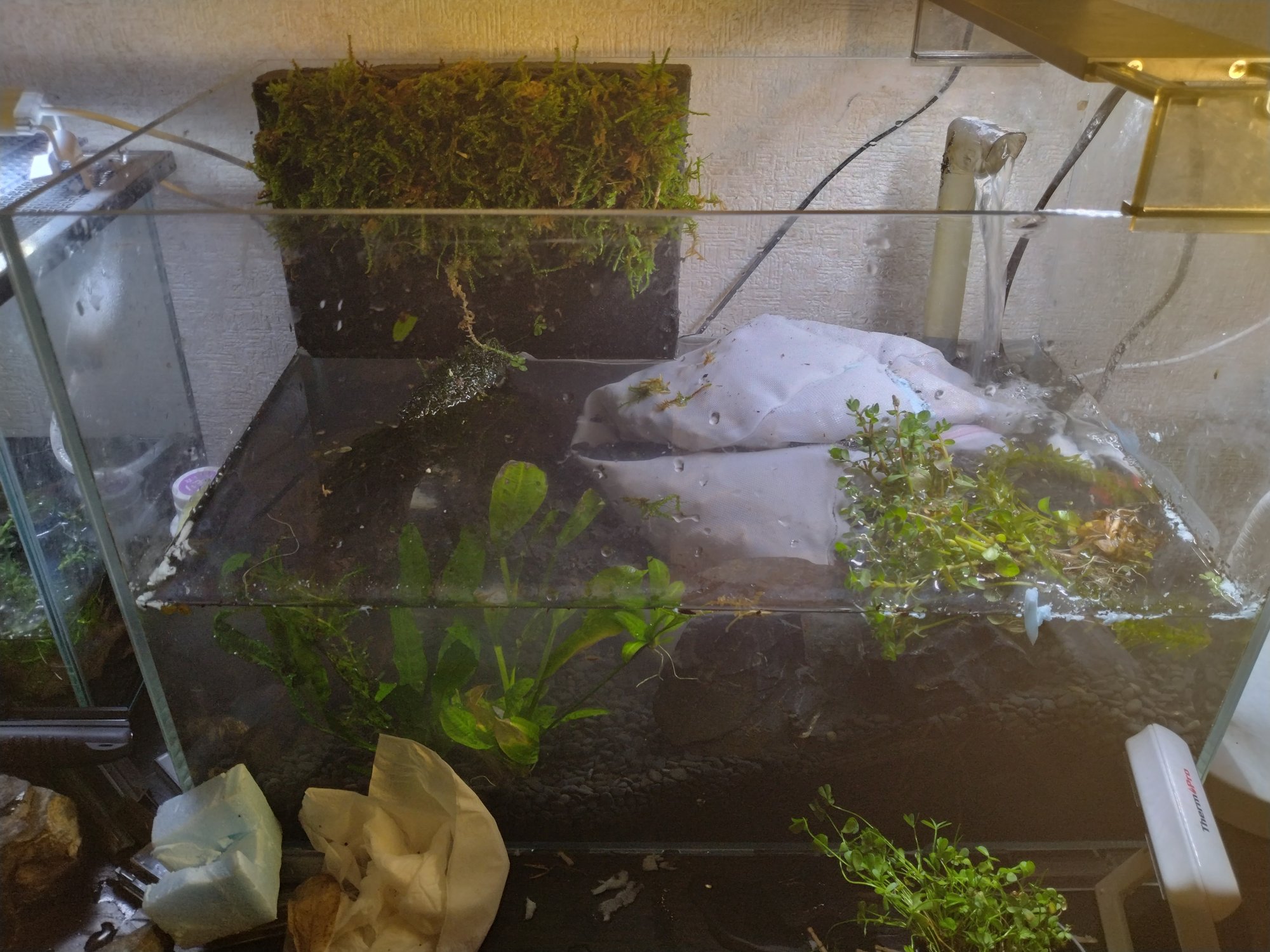湧き水と滝をイメージしたアクアテラリウムを作った こゆるぎさん Note 湧き水と滝をイメージしたアクアテラリウムを作った こゆるぎさん Note