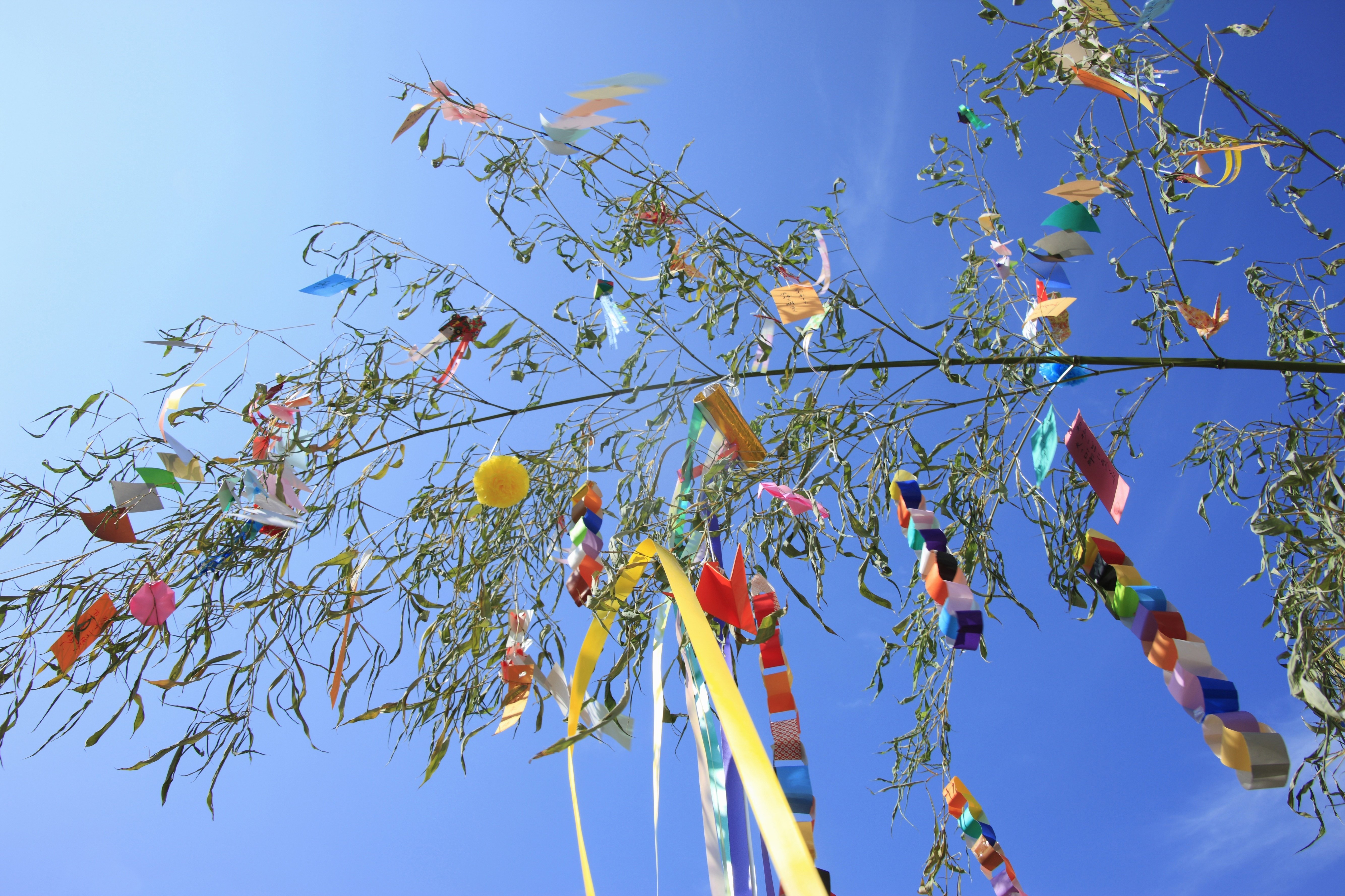 七夕」は「たなばた」？「しちせき」？ 入谷の夏を代表する朝顔と