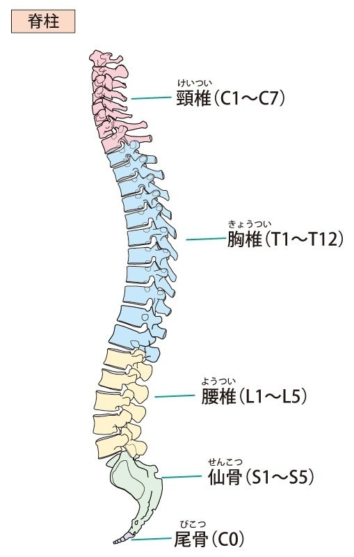 背骨　解剖図