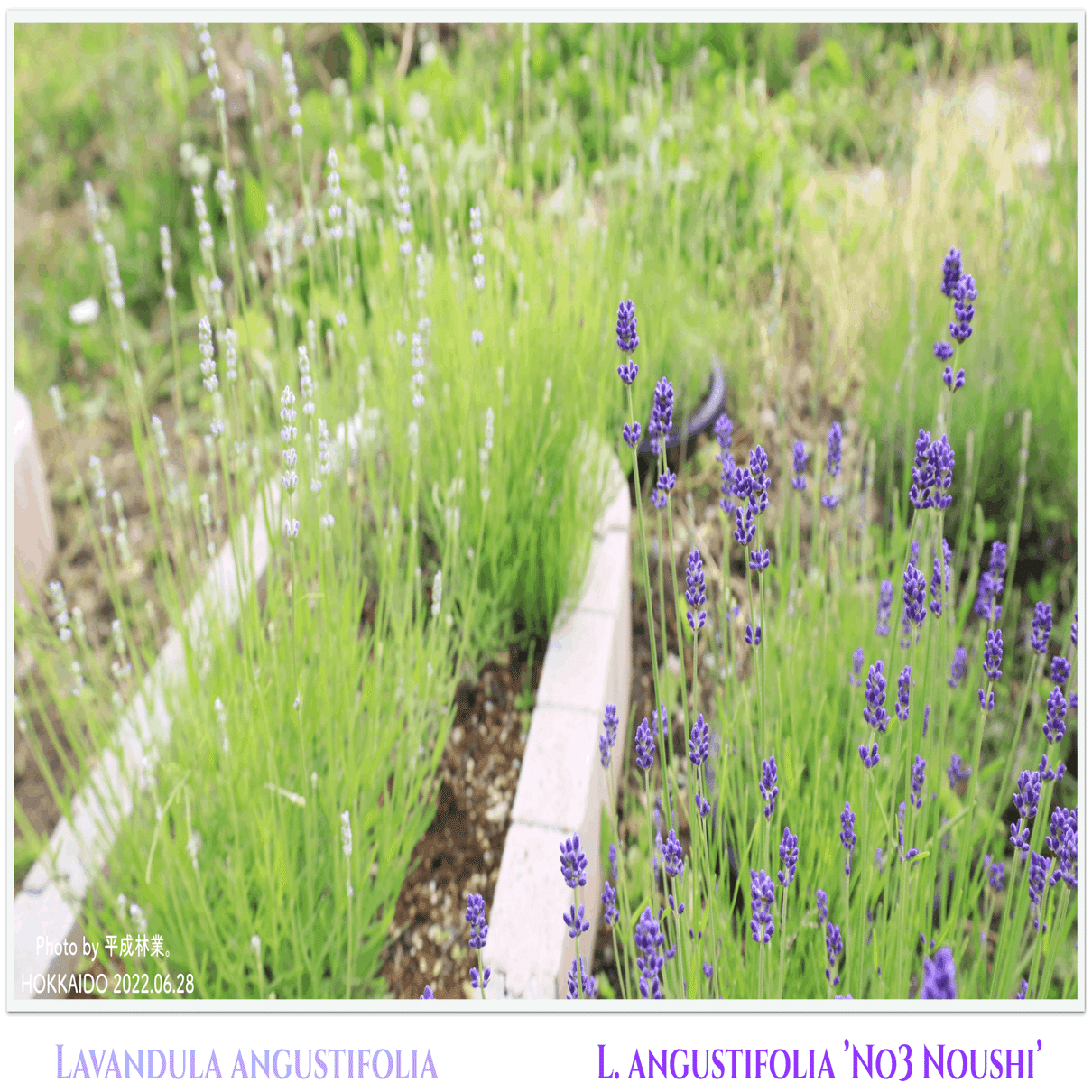 6月上旬の北海道ラベンダーたちをご紹介！｜エフゲニーマエダ（平成