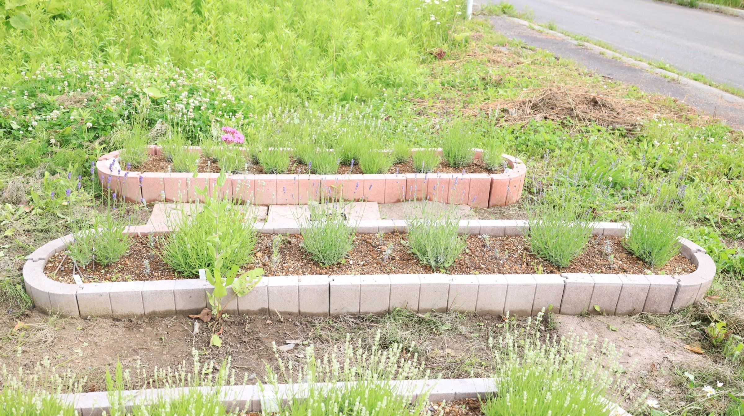 6月上旬の北海道ラベンダーたちをご紹介！｜エフゲニーマエダ（平成