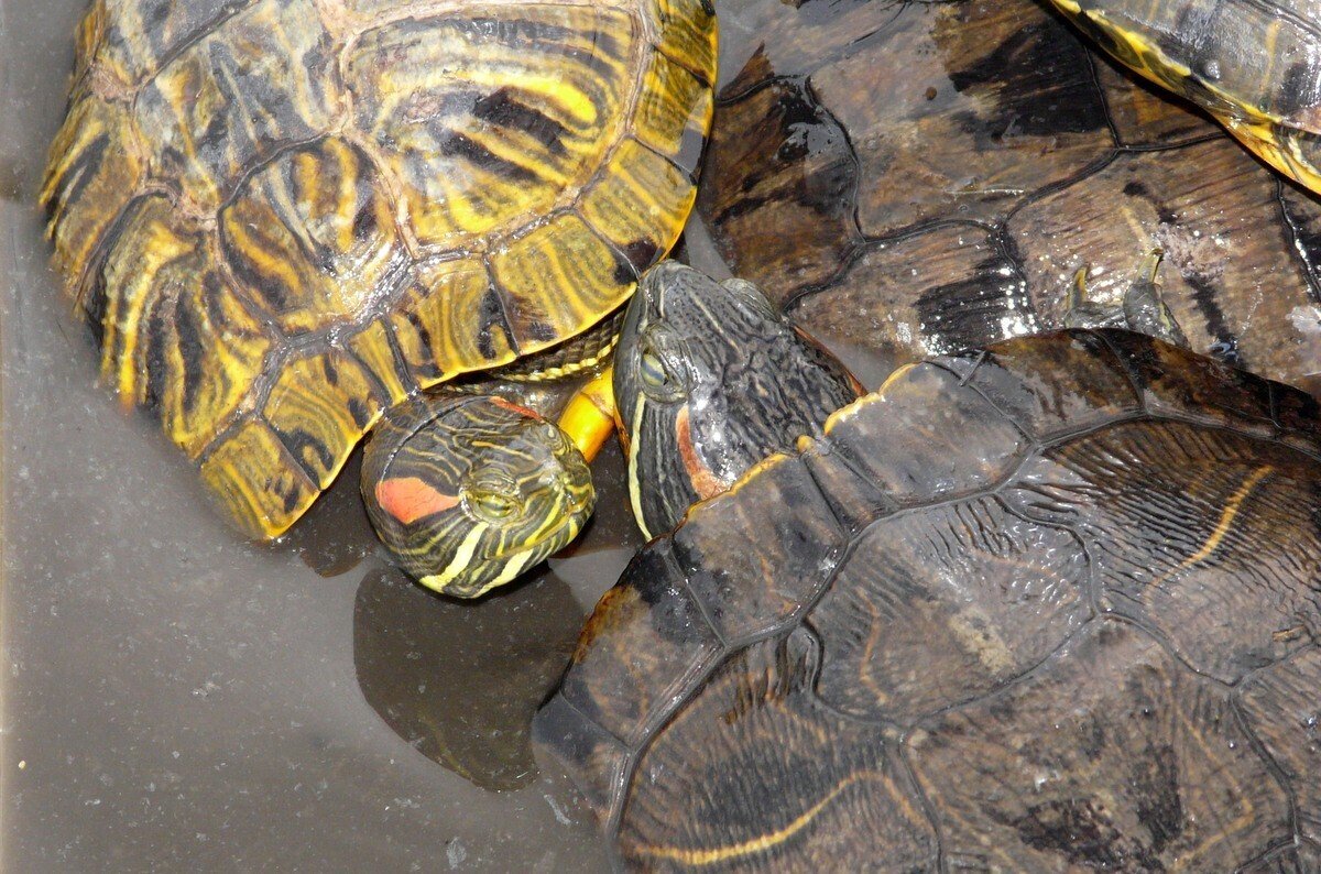 ウソかマコトか カメの脱皮 じいちゃんの小さな博物記 ポプラ社 こどもの本編集部 Note ウソかマコトか カメの脱皮 じいちゃんの小さな博物記 ポプラ社 こどもの本編集部 Note