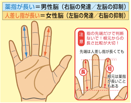 指の長さの違いを解説するイラスト