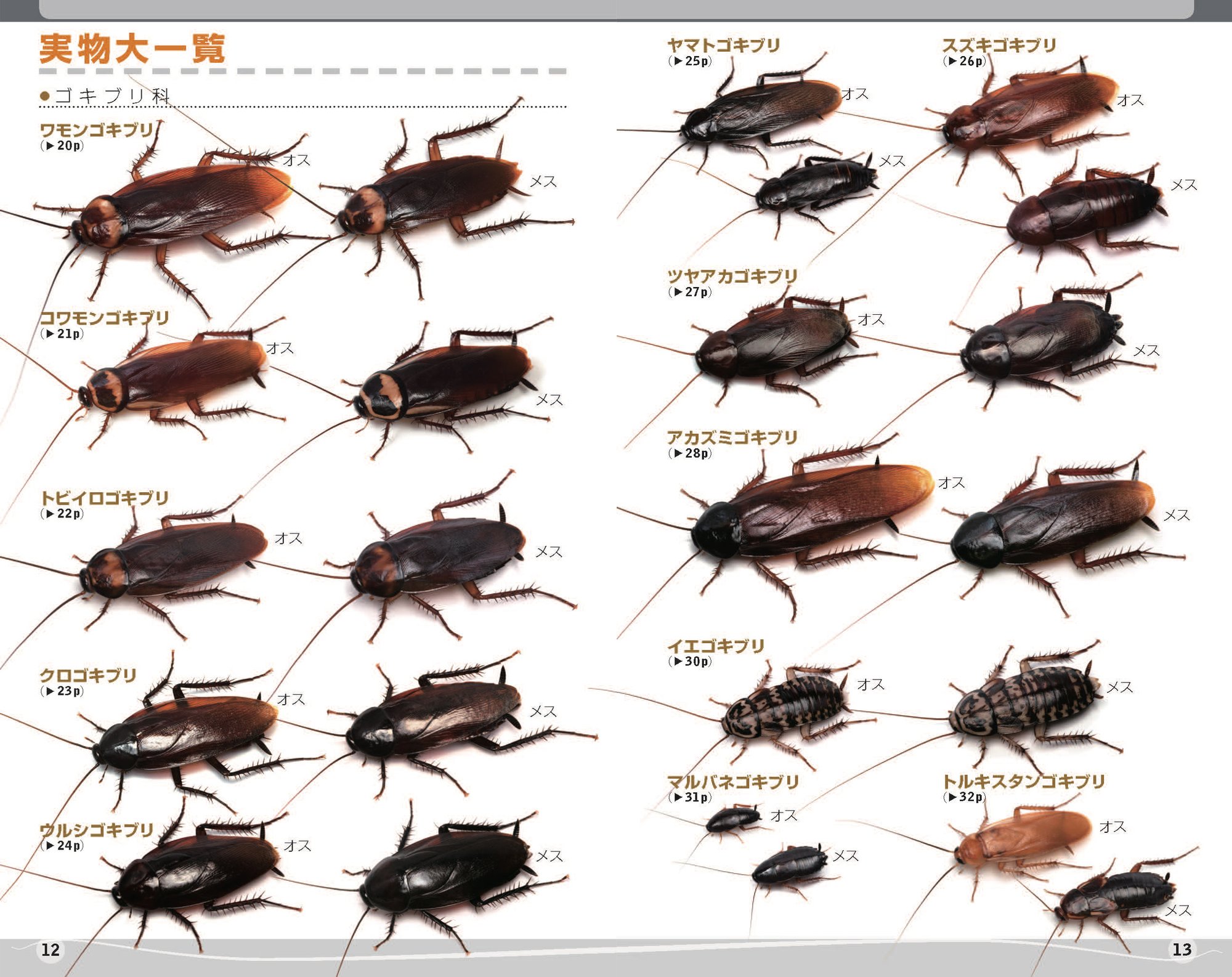ゴキブリハンドブックができるまで ブンイチ 文一総合出版 Note ゴキブリハンドブックができるまで ブンイチ 文一総合出版 Note