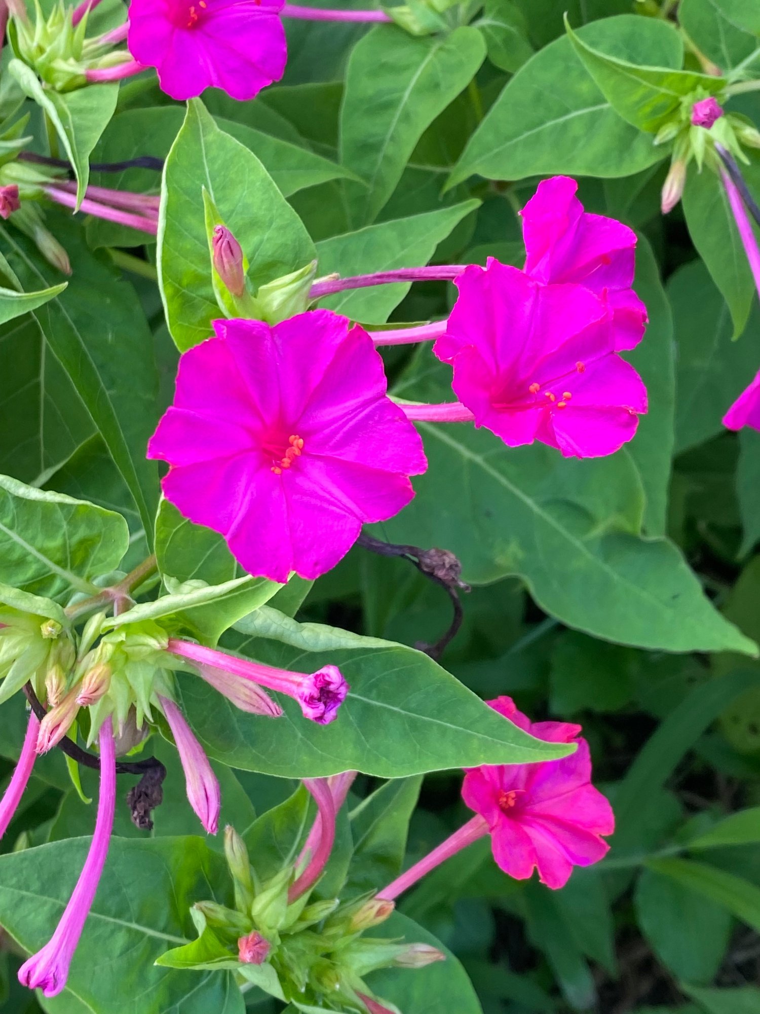 夏の庭からー子供のころ オシロイバナ で遊んだ記憶は Haco ガーデンプランナー 庭のある暮らし植物のある暮らし Note 夏の庭からー子供のころ オシロイバナ で遊んだ記憶は Haco ガーデンプランナー 庭のある暮らし植物のある暮らし Note