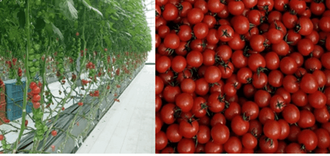 品種選びはすごく重要です 農業 農業大好き 小川隆宏 Note 品種選びはすごく重要です 農業 農業大好き 小川隆宏 Note