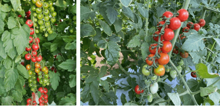 品種選びはすごく重要です 農業 農業大好き 小川隆宏 Note 品種選びはすごく重要です 農業 農業大好き 小川隆宏 Note