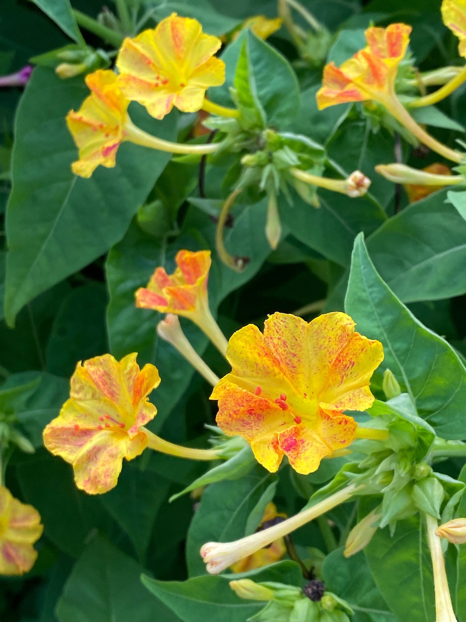 夏の庭からー子供のころ オシロイバナ で遊んだ記憶は Haco ガーデンプランナー 庭のある暮らし植物のある暮らし Note 夏の庭からー子供のころ オシロイバナ で遊んだ記憶は Haco ガーデンプランナー 庭のある暮らし植物のある暮らし Note