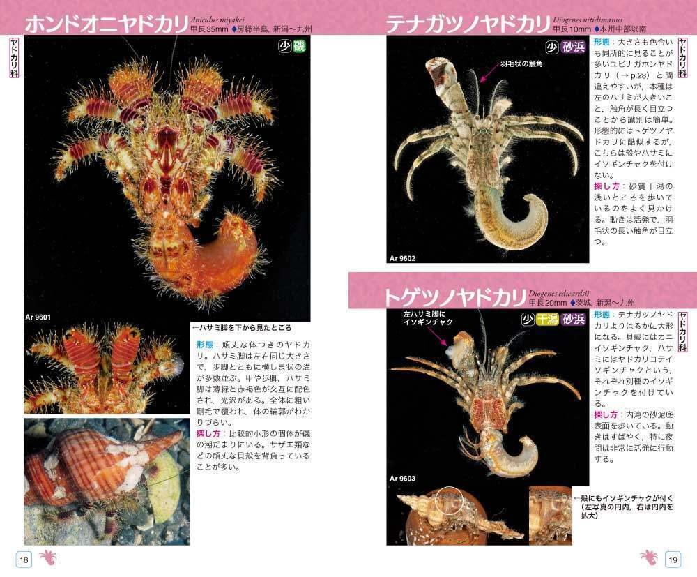 7冊 魚の分類図鑑 世界の魚の種類を考える 新鮮イカ学 甲殻類学 エビ