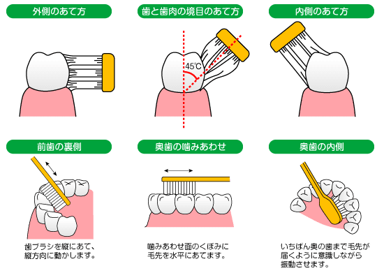 正しい歯磨きの仕方のイラスト