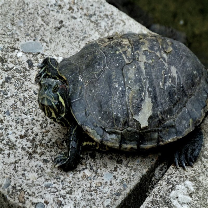ウソかマコトか カメの脱皮 じいちゃんの小さな博物記 ポプラ社 こどもの本編集部 Note