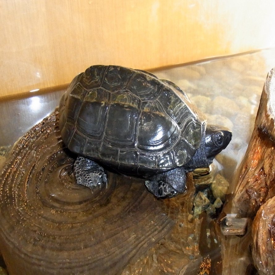 ウソかマコトか カメの脱皮 じいちゃんの小さな博物記 ポプラ社 こどもの本編集部 Note