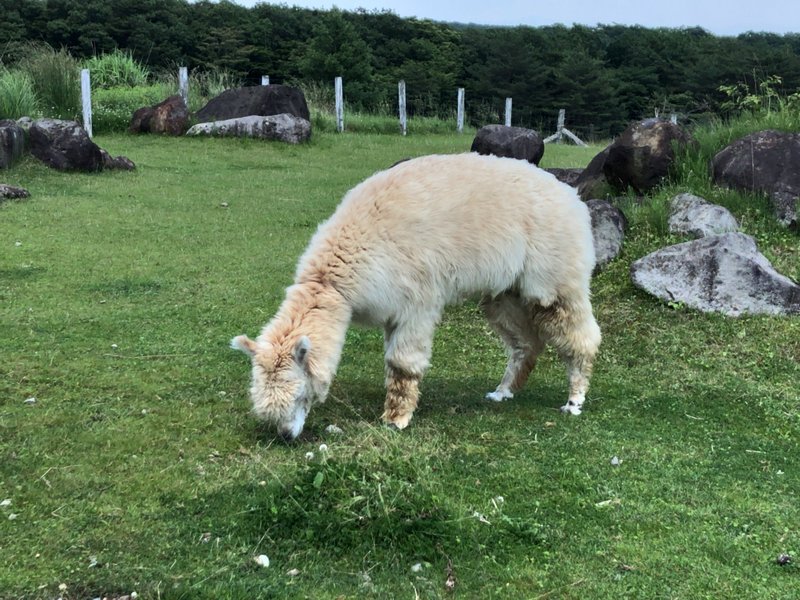 マヌルネコ界のスーパー パワーカップルに会いにいってきた とぅーむゅらす Note マヌルネコ界のスーパー パワーカップルに会いにいってきた とぅーむゅらす Note