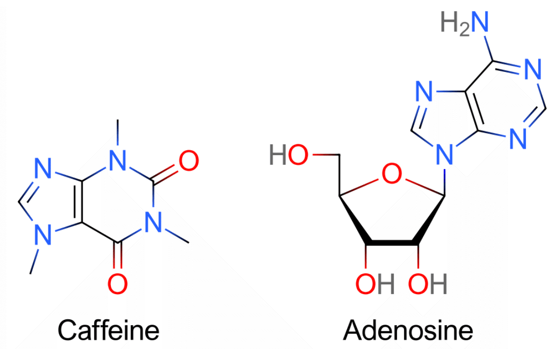 カフェイン（左）とアデノシン（右）