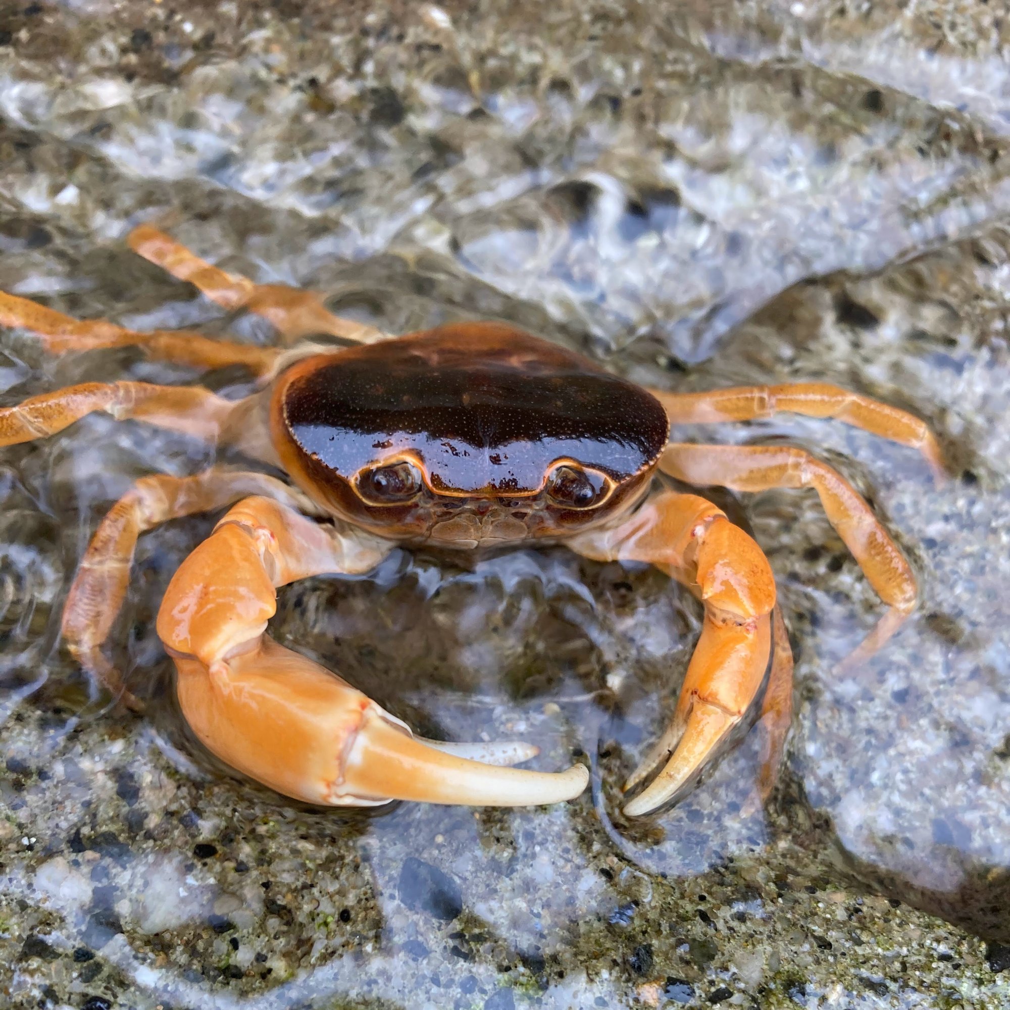 山の中で食べれる唯一のカニ サワガニを捕まえて食べてみた イワハシ 里山のサウナ屋になる人 Note