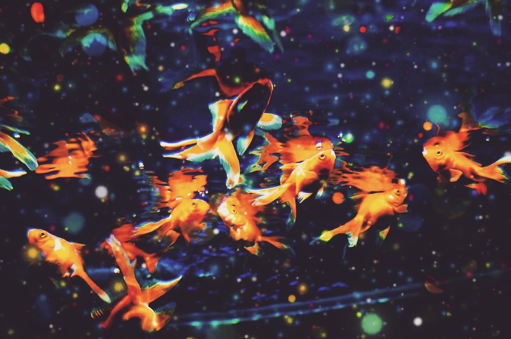 金魚花火 エン Note