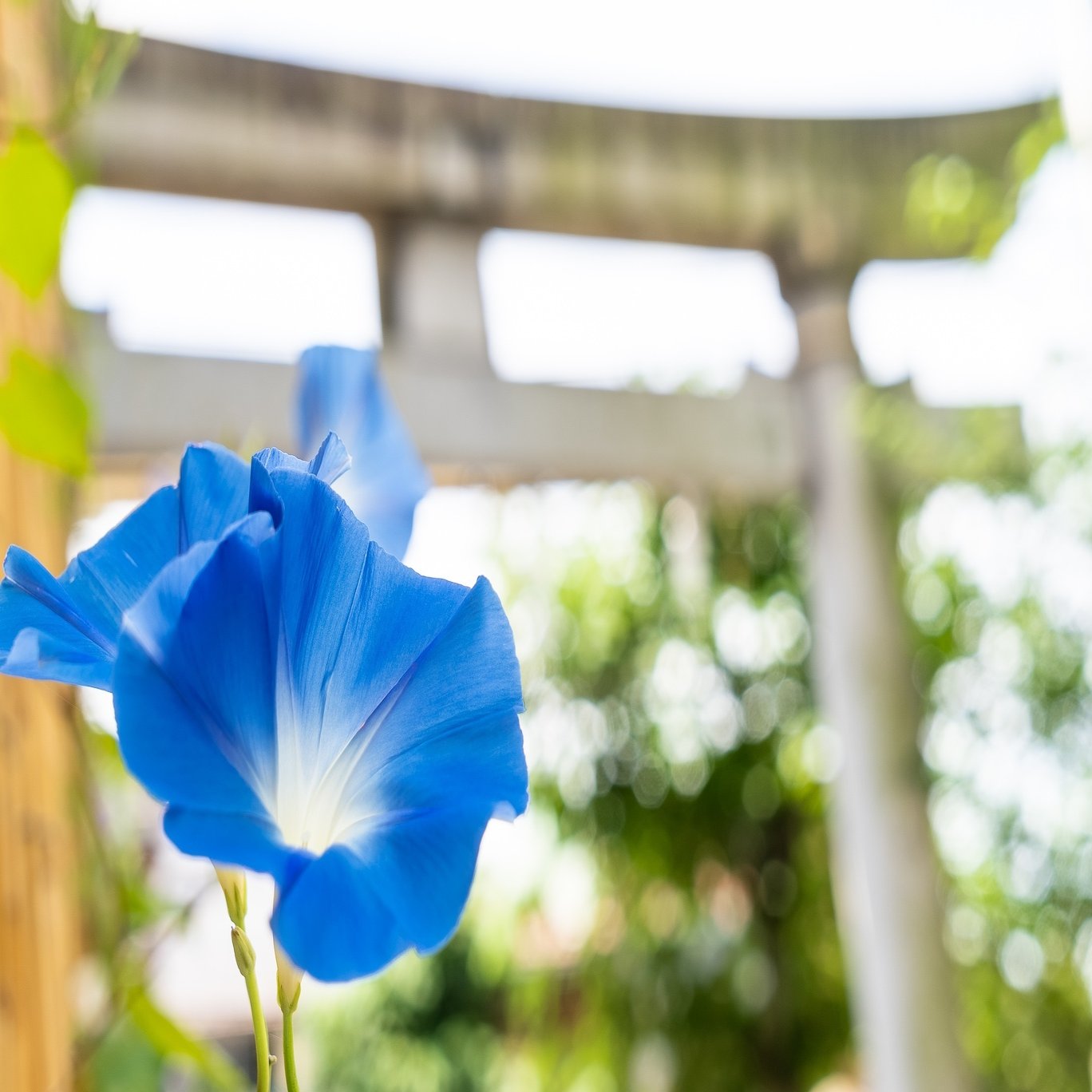 入谷の夏はやっぱり朝顔 朝顔と七夕の意外な関係とは 小野照崎神社 Note