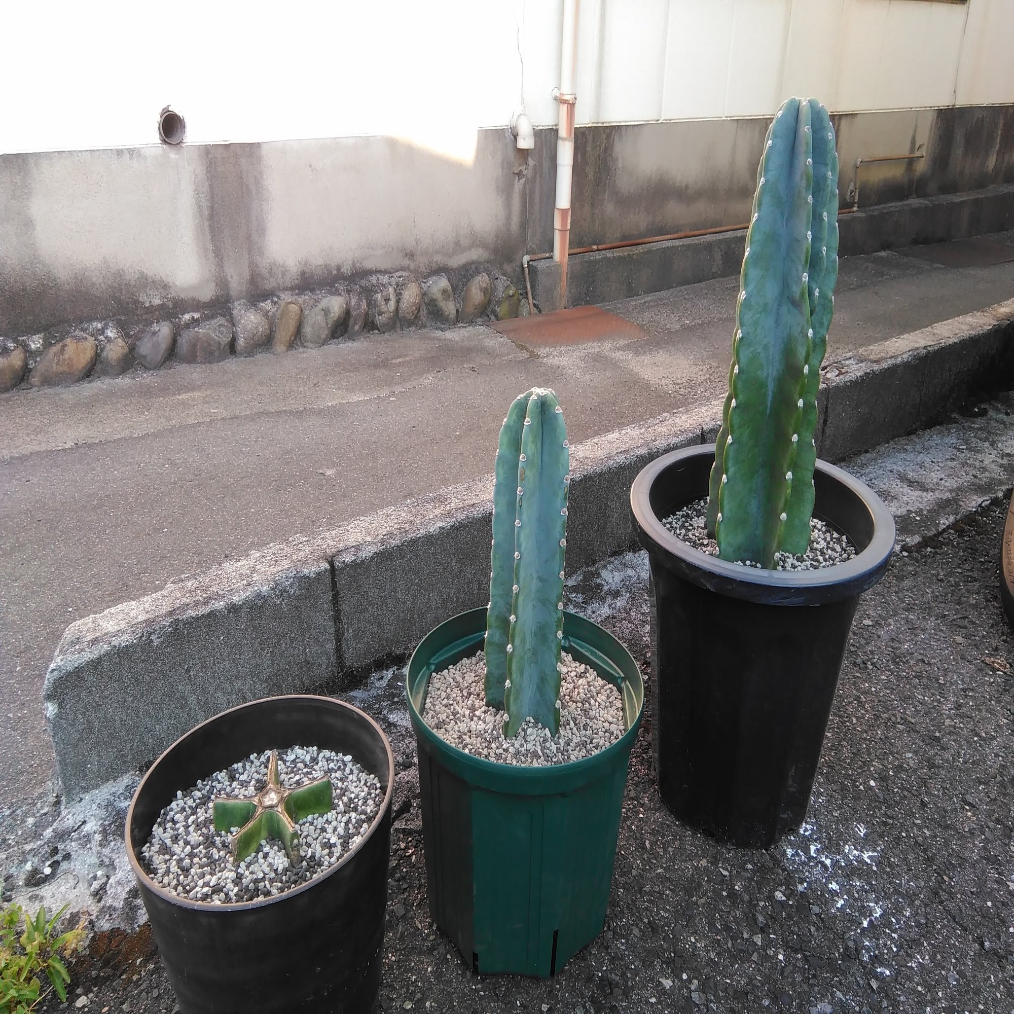 人生は暇つぶし9 サボテンを育てる 小田 達也 Note