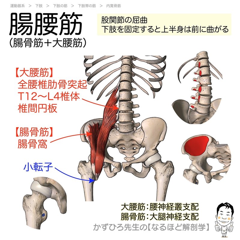 下肢の筋カード 起始 停止 支配神経 かずひろ先生 黒澤一弘 解剖学 Note