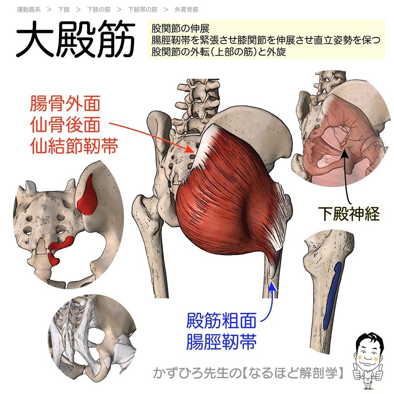 下肢の筋カード 起始 停止 支配神経 かずひろ先生 黒澤一弘 解剖学 Note