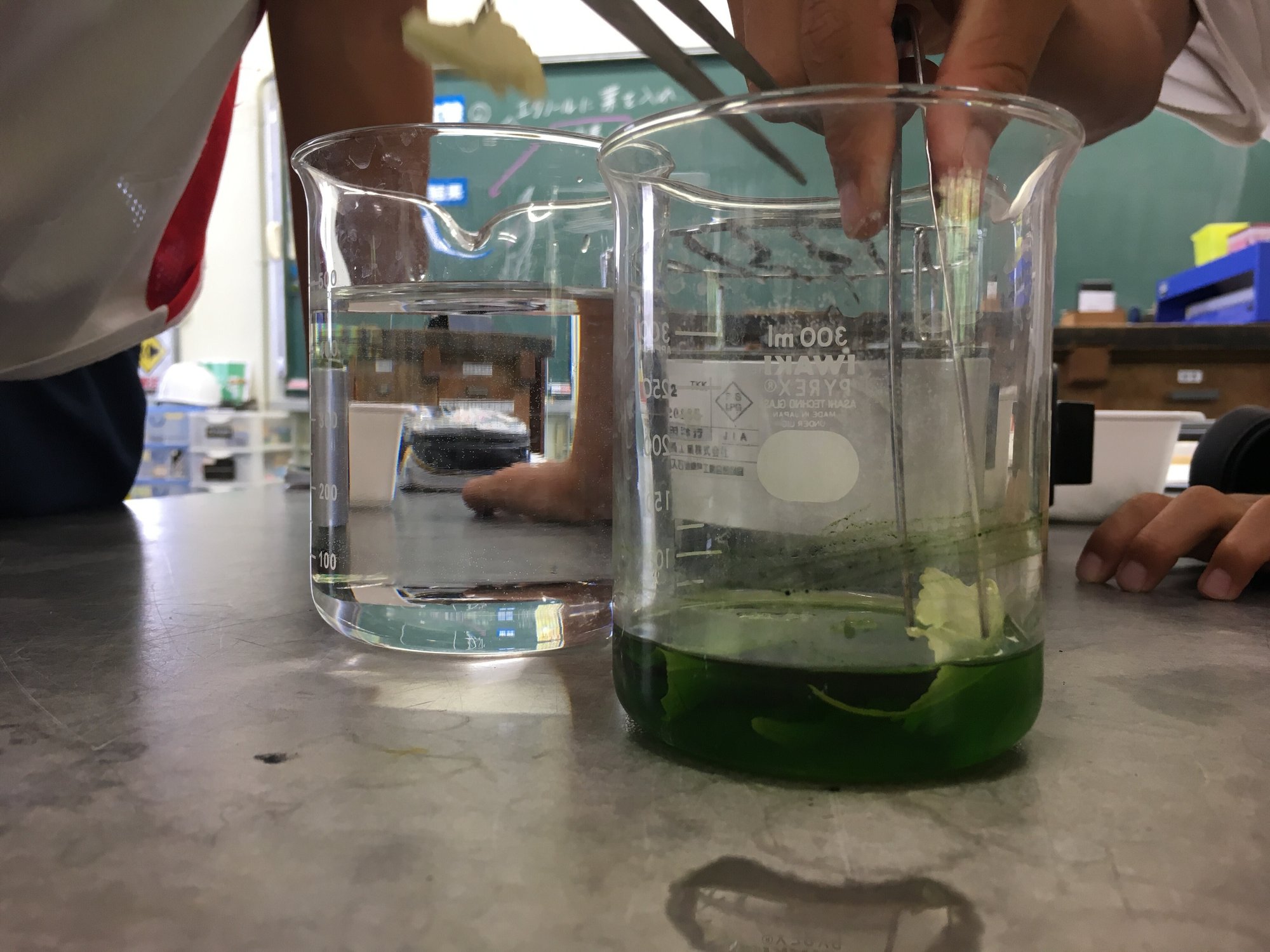 湯煎したエタノールでの脱色をおすすめします Teacher Canvassador 清水智 Freeride Teacher Note 湯煎したエタノールでの脱色をおすすめします Teacher Canvassador 清水智 Freeride Teacher Note