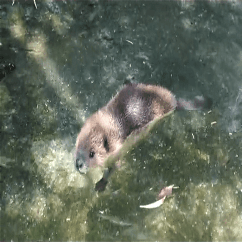 私 ちょっとアメリカビーバーの赤ちゃんになるわ 土鳩マメデッポコ Note