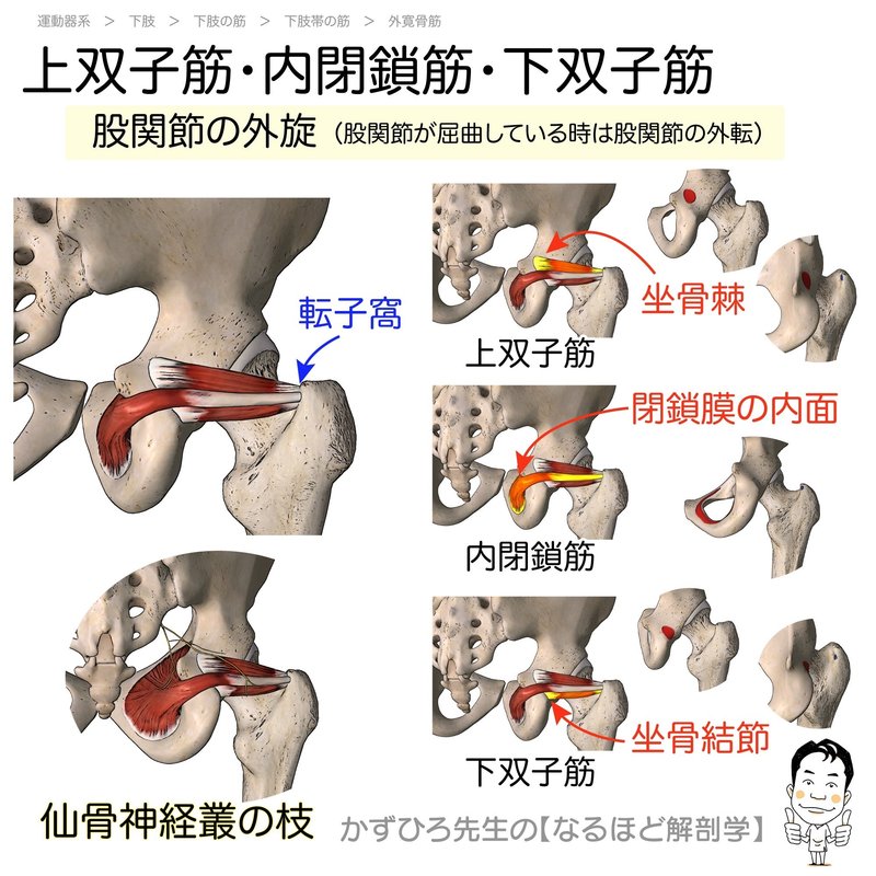 下肢の筋カード 起始 停止 支配神経 かずひろ先生 黒澤一弘 解剖学 Note