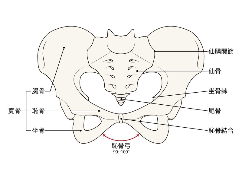 仙腸関節　解剖