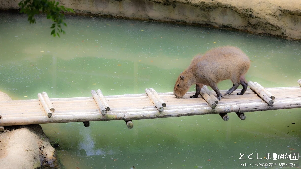 The Impressive Scale of Japan's Largest Capybara Population at
